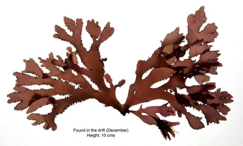 Callophyllis crispata (Star Island Intertidal Seaweeds) · iNaturalist